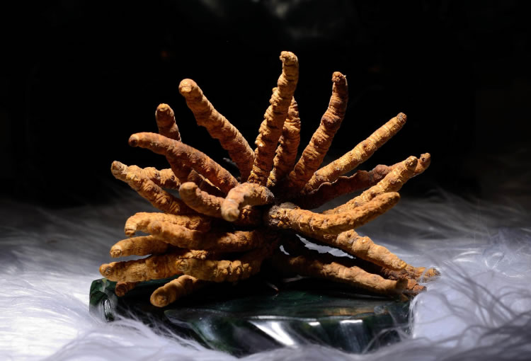 冬蟲(chóng)夏草